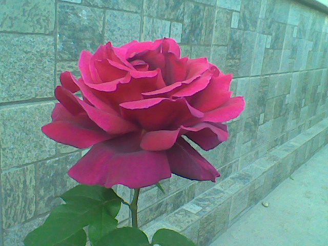 Imag025 - Trandafiri