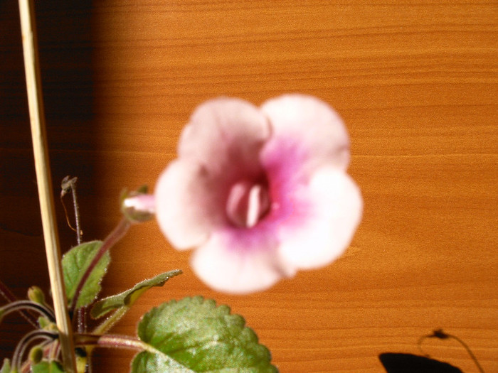 IMAG0022 - SINNINGII