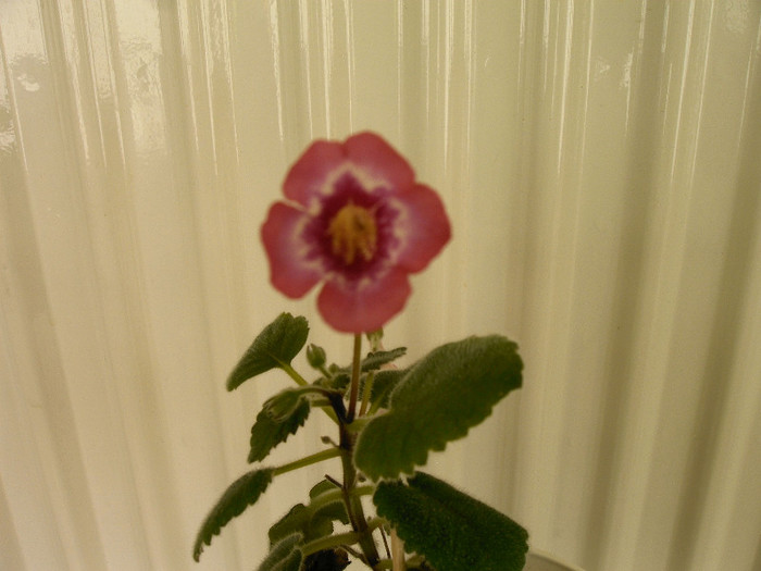 IMAG0026 - SINNINGII