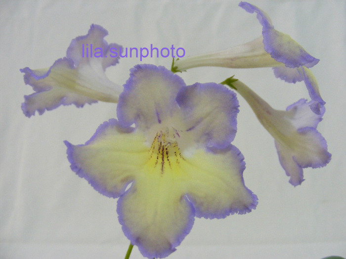  - streptocarpus LEON