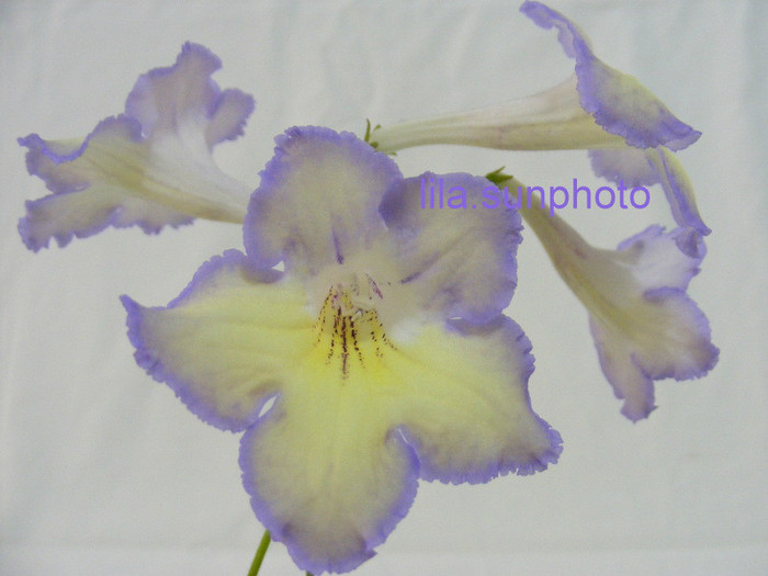  - streptocarpus LEON