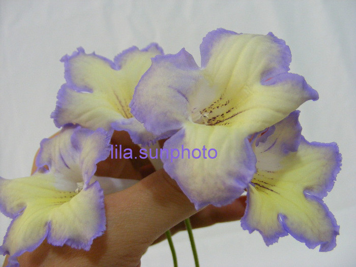  - streptocarpus LEON