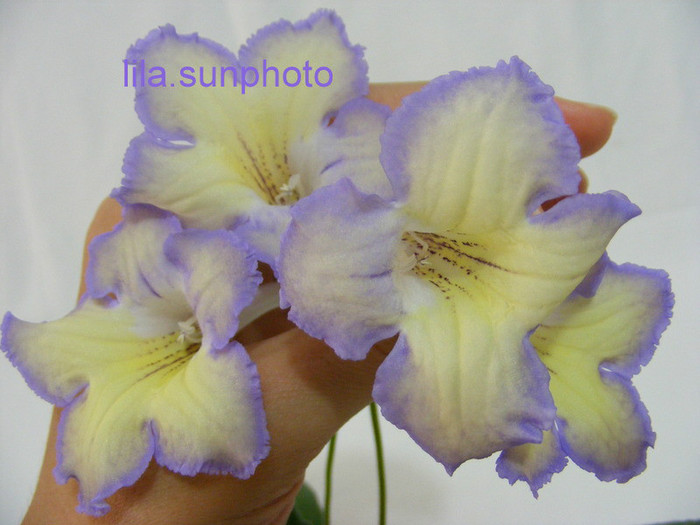  - streptocarpus LEON