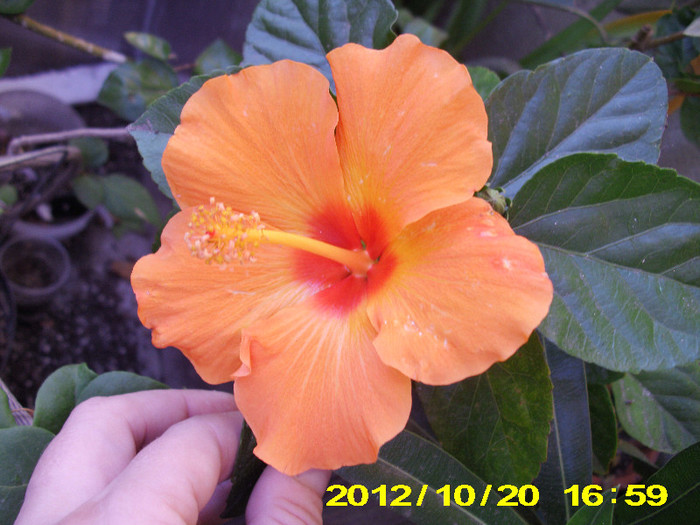 kim toamna - hibiscus
