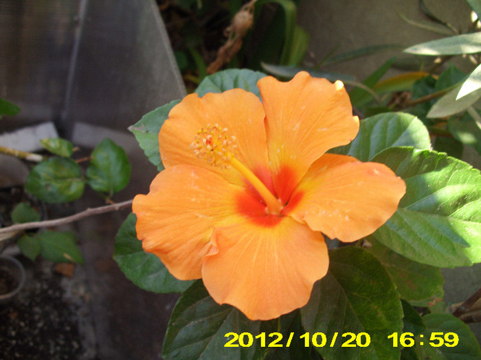 Picture 125 - hibiscus