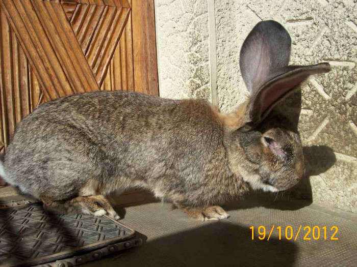 MASC IN AUGUST A FACUT 1 AN