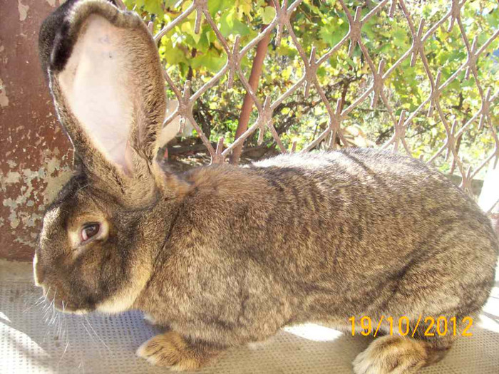 MASCUL DIN FEBRUARIE 2012