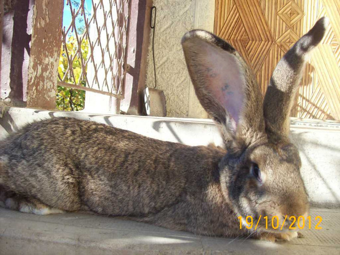 FEM DIN APRILIE 2012