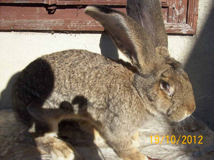 FEM DIN APRILIE 2012