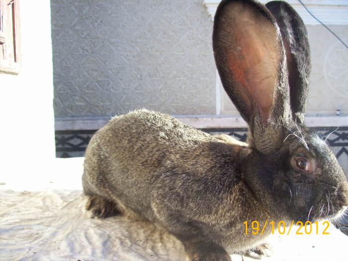 MAS DIN APRILIE 2012