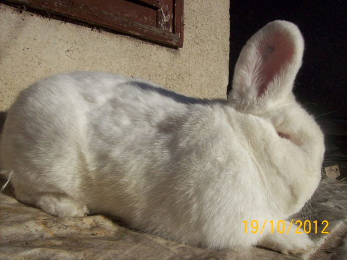 MAS 2 DIN IANUARIE 2012