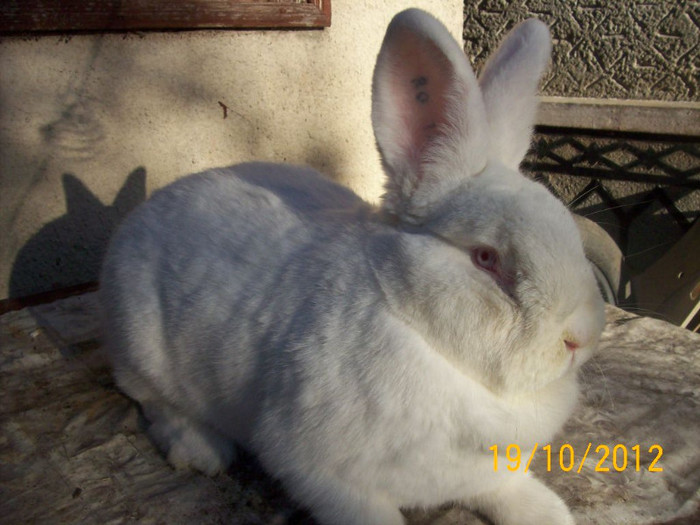  - AAAAA POZE IEPURI 20 10 2012