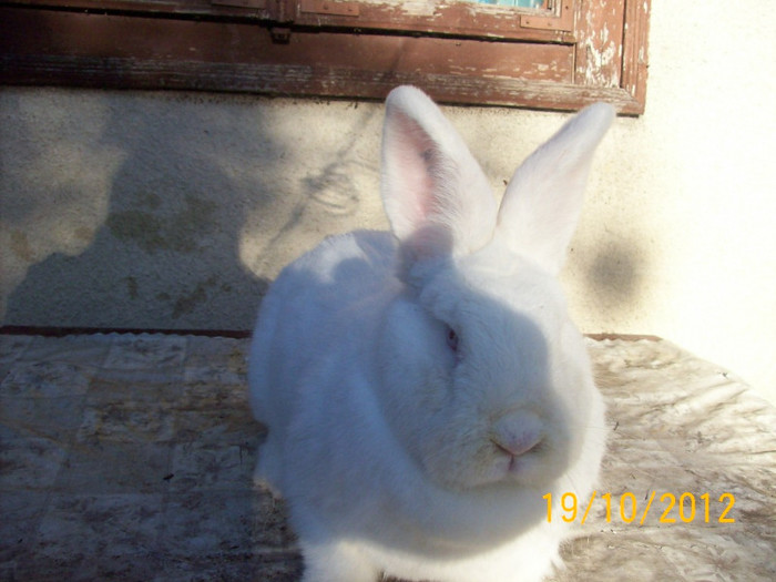  - AAAAA POZE IEPURI 20 10 2012