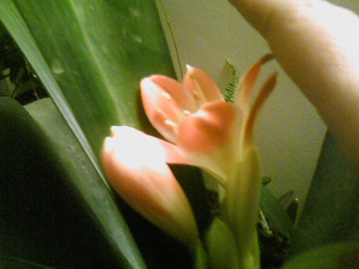 Picture 008 - CLIVIA