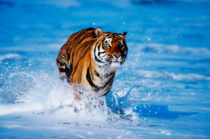 bengal_tiger - poze animale