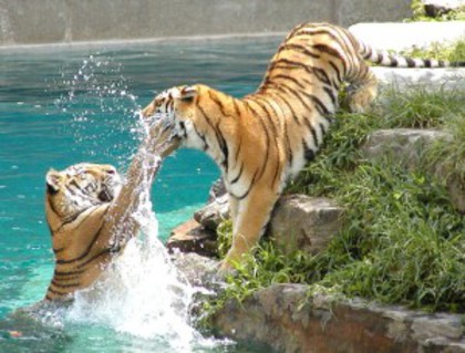 poze-haioase-poze-tigrii-bataie-20080801 - poze animale