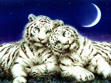 tigrisori-sub-clar-de-luna_615c574b99022c - poze animale
