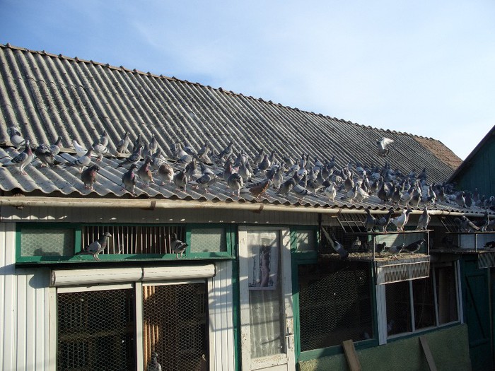 porumbei pui 2012 131