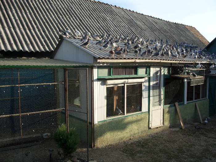 porumbei pui 2012 134 - voiajori