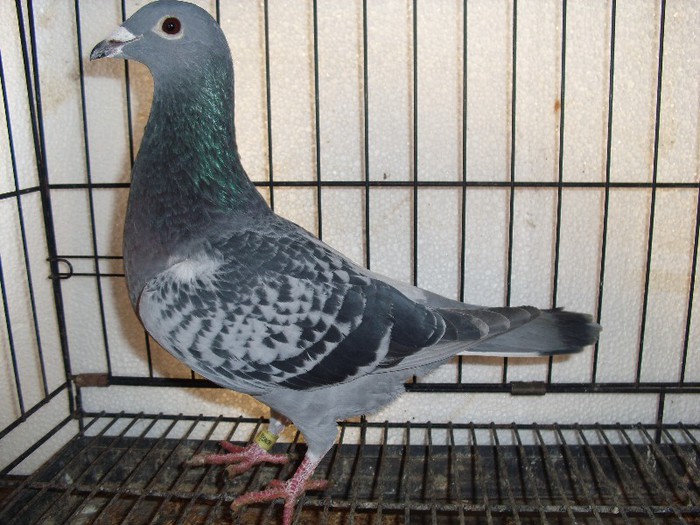 PUI PORUMBEI UNGARIA 029