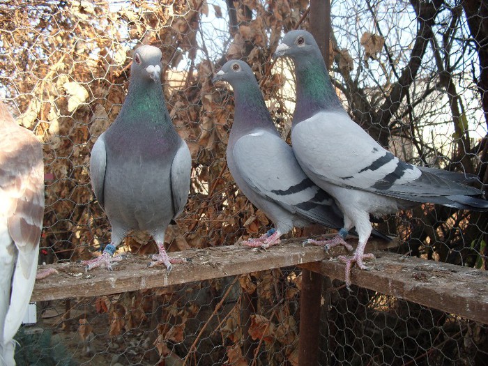 poze porumbei blg =nl 021