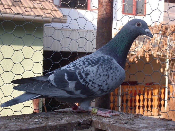 jakab sandor consangvin raimond hermes