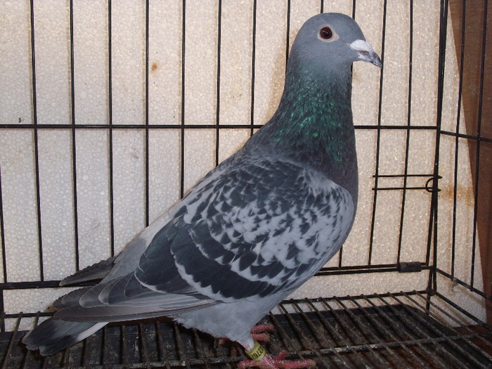 PUI PORUMBEI UNGARIA 040 VANDUT