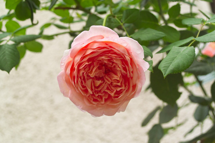 Abraham Darby