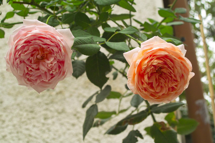 Abraham Darby - Flori