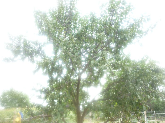 Michael Bilder 107 - NEPOTII IN TIMPUL LIBER