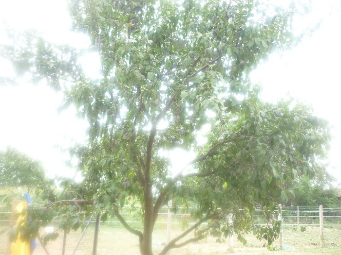 Michael Bilder 108 - NEPOTII IN TIMPUL LIBER