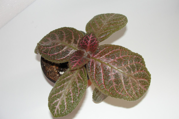 episcia Kee Wee - Episcia K