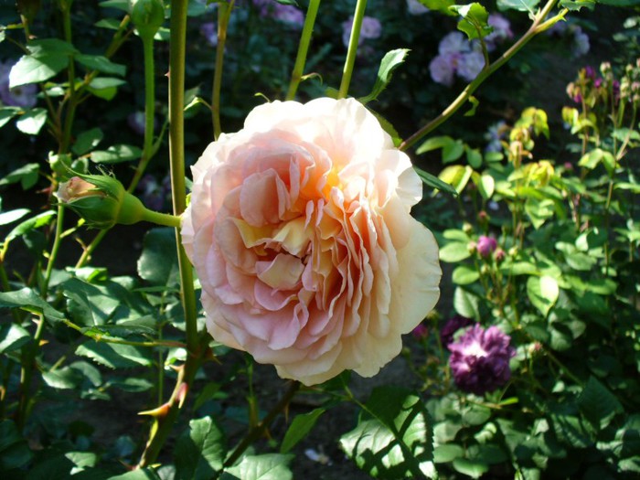 Abraham Darby - My Roses