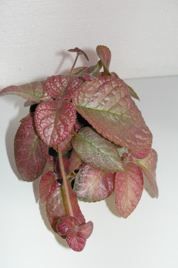  - Episcia S