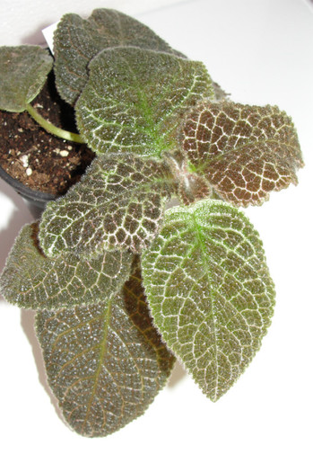 DSC05507 - Episcia M