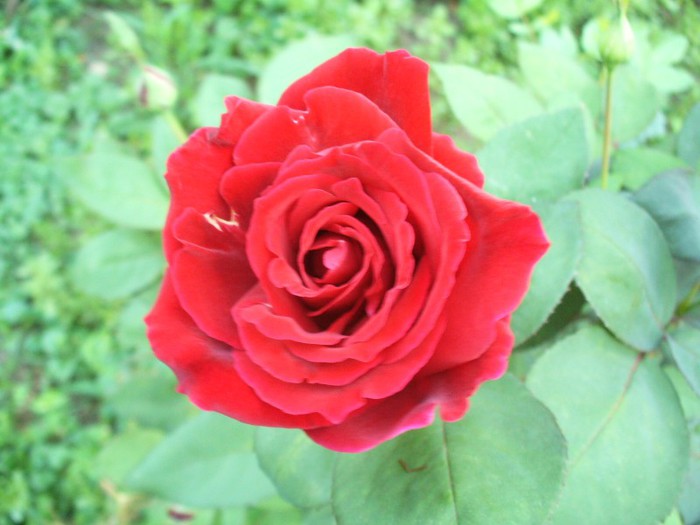 Royal William - My Roses