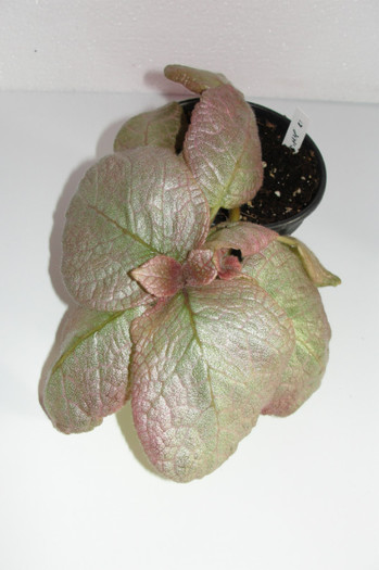 02.10.12 - Episcia Jim_s