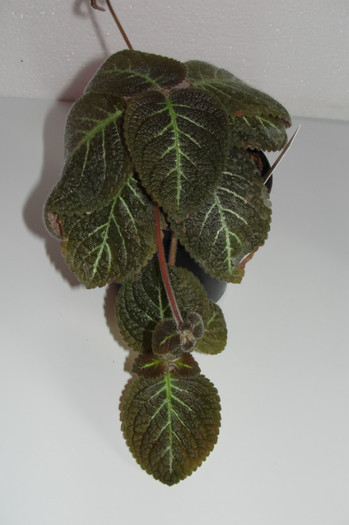 episcia Adam's Rib