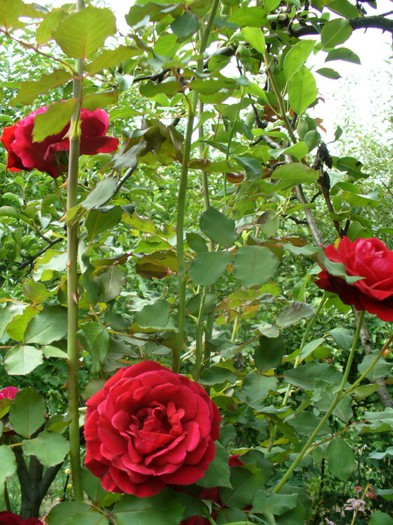 Konrad - My Roses