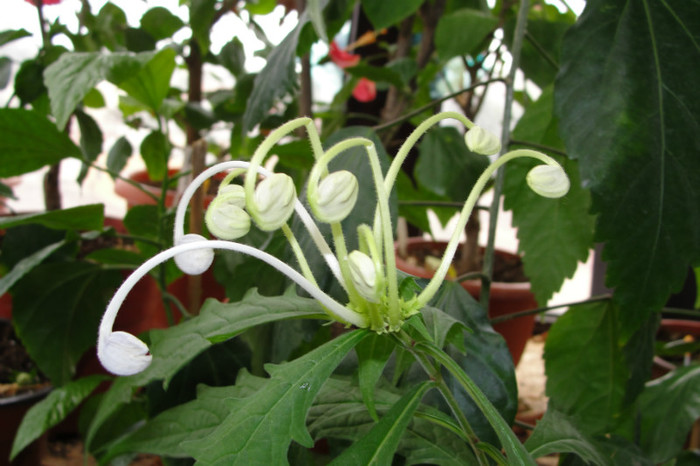  - B-clerodendroni