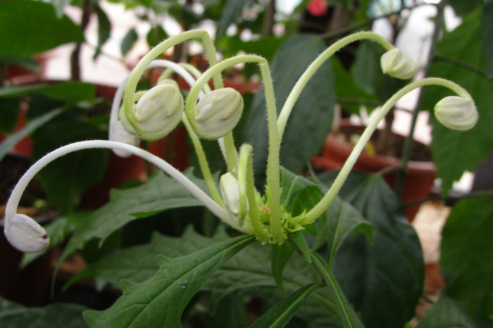 - B-clerodendroni