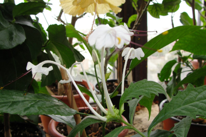  - B-clerodendroni