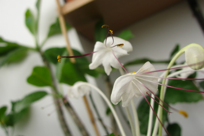  - B-clerodendroni