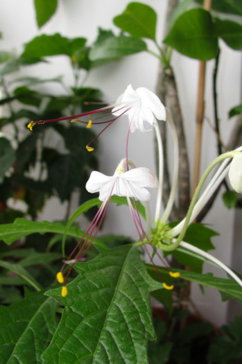  - B-clerodendroni