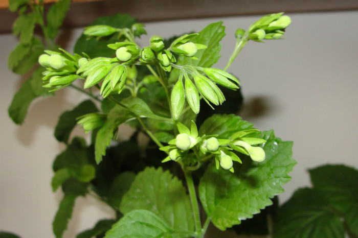 clerodendronum Calamitosum - B-clerodendroni
