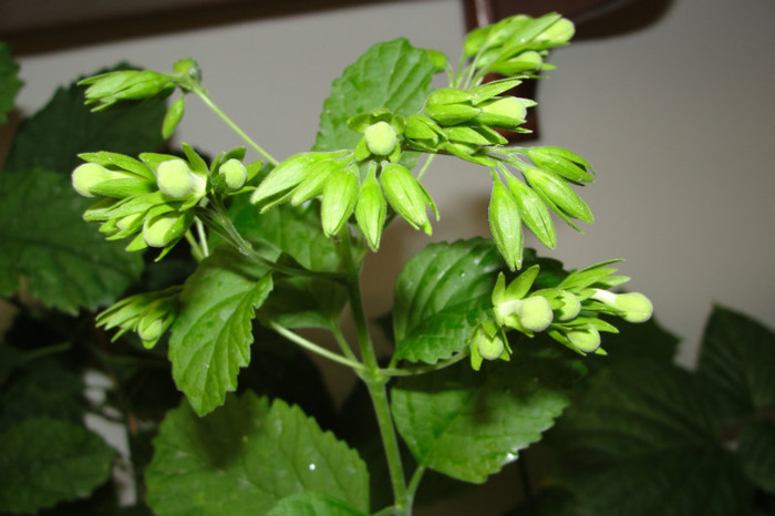  - B-clerodendroni