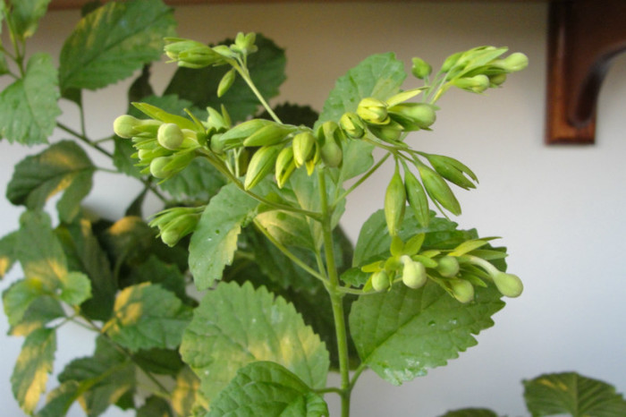  - B-clerodendroni
