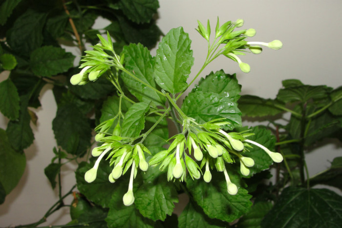  - B-clerodendroni