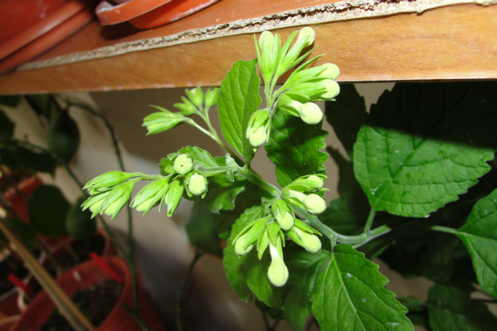 - B-clerodendroni