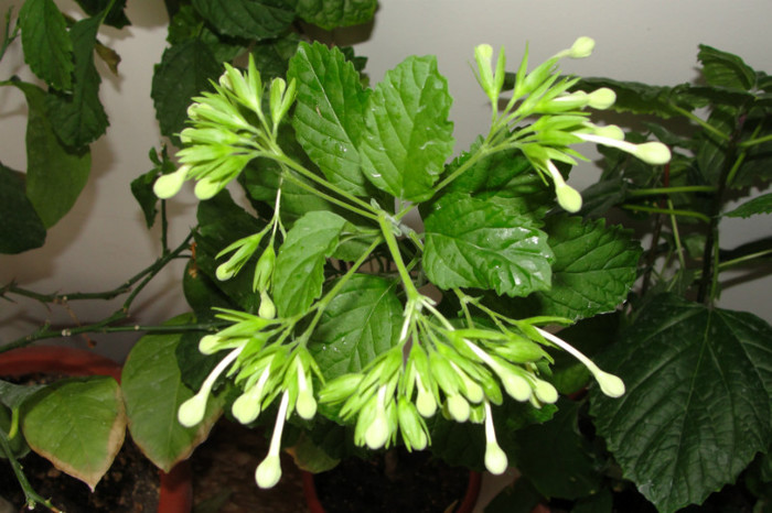  - B-clerodendroni